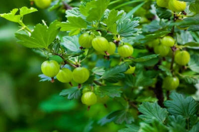 ovocné okrasné stromy výroba kríkov v Poľsku