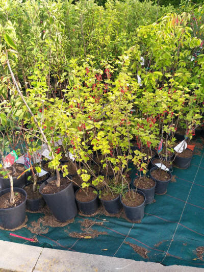 ovocné okrasné stromy výroba kríkov v Poľsku