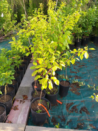 ovocné okrasné stromy výroba kríkov v Poľsku