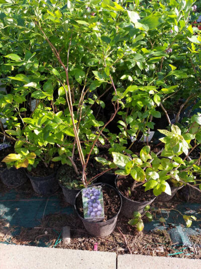 ovocné okrasné stromy výroba kríkov v Poľsku