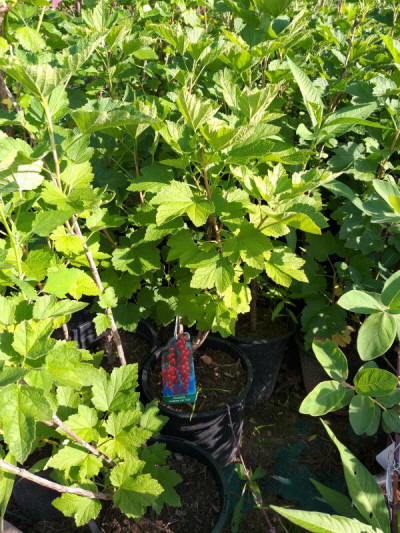 ovocné okrasné stromy výroba kríkov v Poľsku